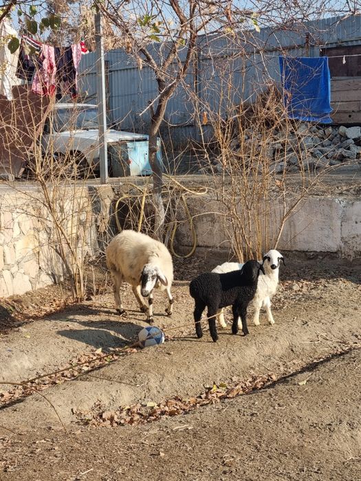 Onabola qo‘y Sotiladi