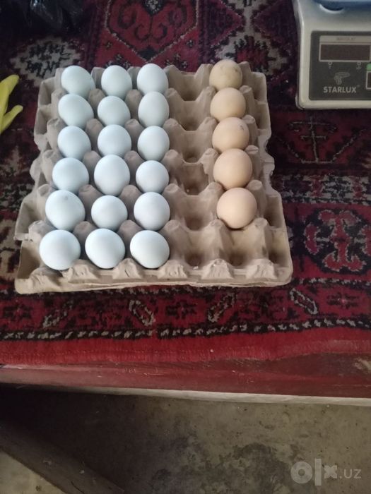 Ayamsiman zoti toza