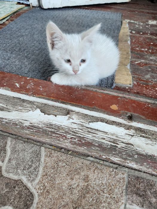 Отдам котят в хорошие руки