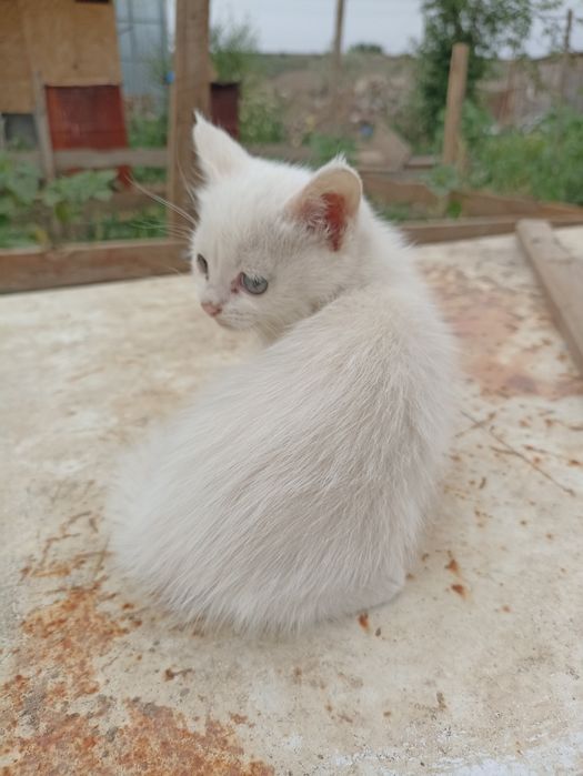 Котята в добрые руки.