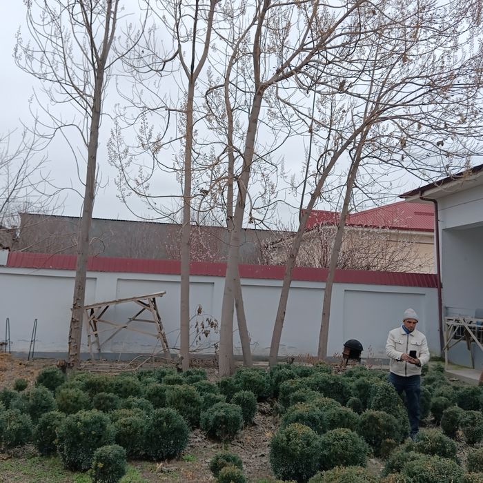 Tekinga 6 yillik povlovniya kesib olib ketish sharti bilan