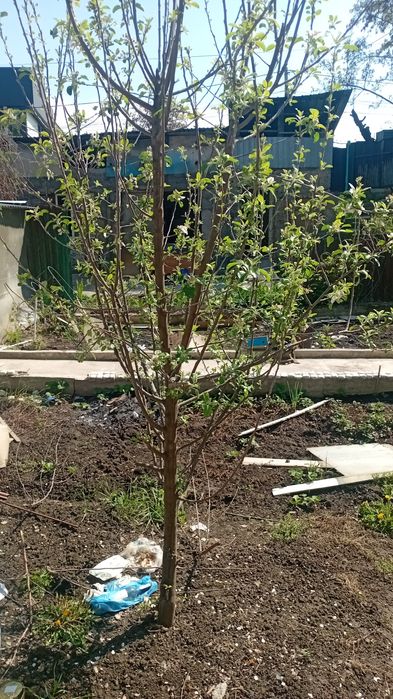 Алма ағашы сатылады