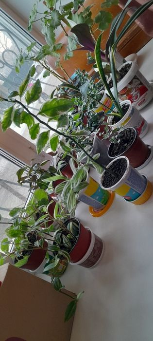 Комнатные цветы  разные. Недорого.