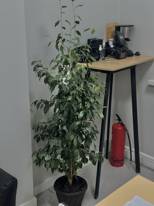 Фикус Бенджамина