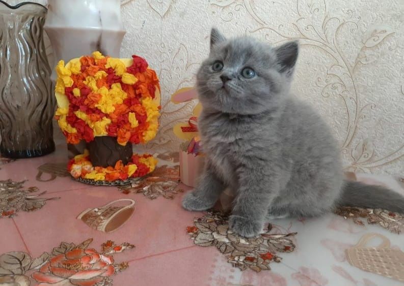 Британские забавные малыши