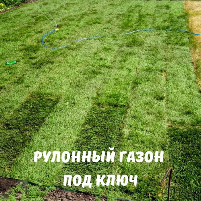 ГАРАНТИЯ рулонный газон от питомника