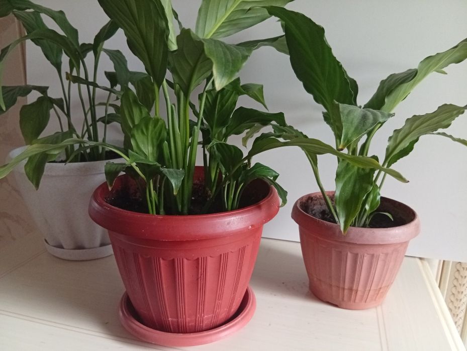 Женское счастье,спатифиллум