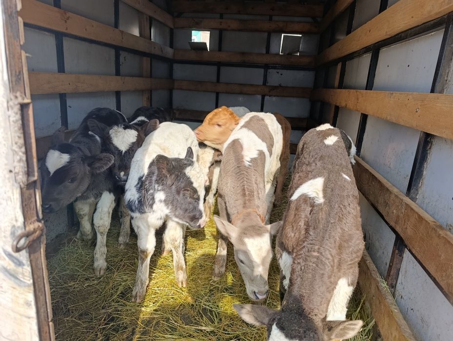 Телята бычки 7 голов Еркек бузаулар