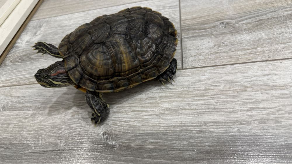 Отдам черепаху в добрые руки