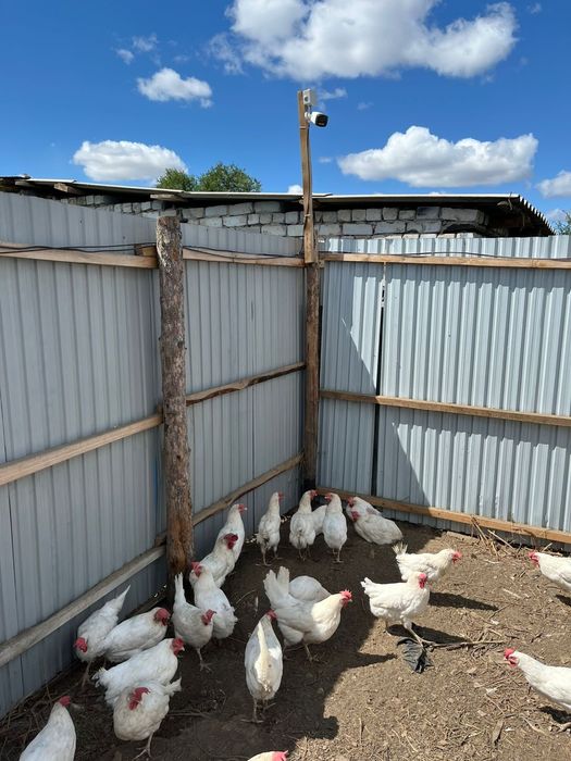 мини фабрика можно  как КХ