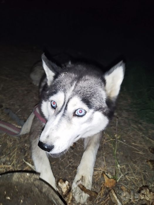 Xaski 10 oylik toza zot urğochi sotiladi