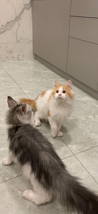 Мальчик  мейнкун с родословной