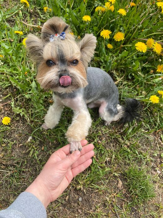 Приглашаем на вязку