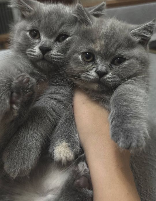 Британские котята