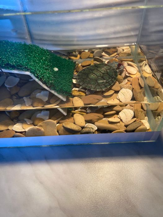Продам черепашку с аквариумом