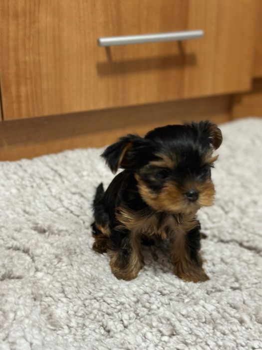 Две женски мини йоркита