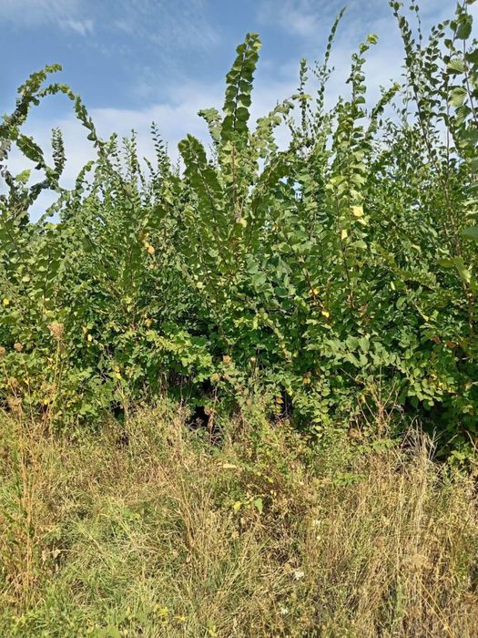 Карағаш, карагач