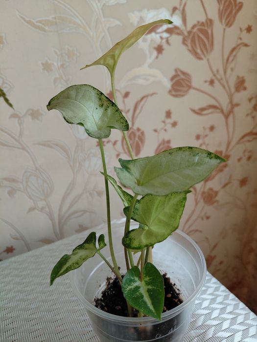 Продам   комнатные цветы