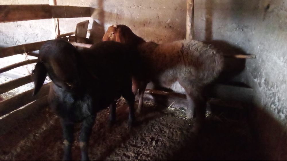 Продается Кошкар