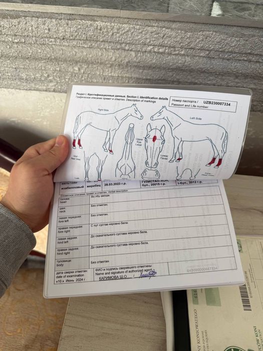 tozza qonli ot sotilad