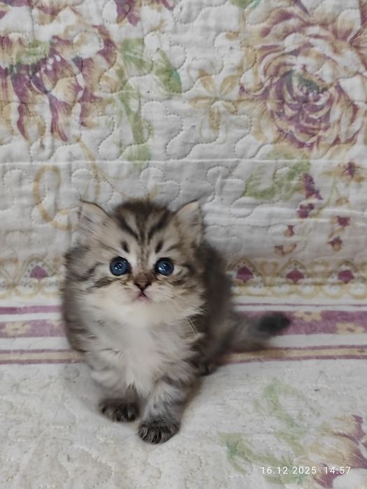 Продается Скоттиш страйт девочка