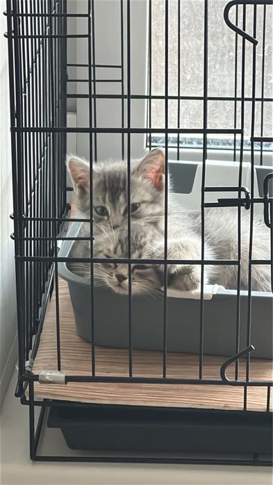 Отдам котят в добрые руки