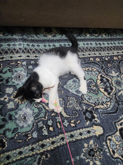 Самарканд. Котенок мальчик