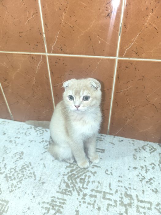 Шиншилла 2ойлик угил бола мушук