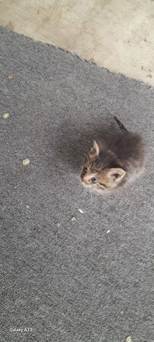 Отдам котёнка в добрые руки