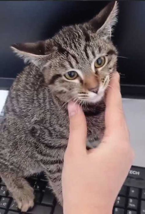 Мушуклар сотилади