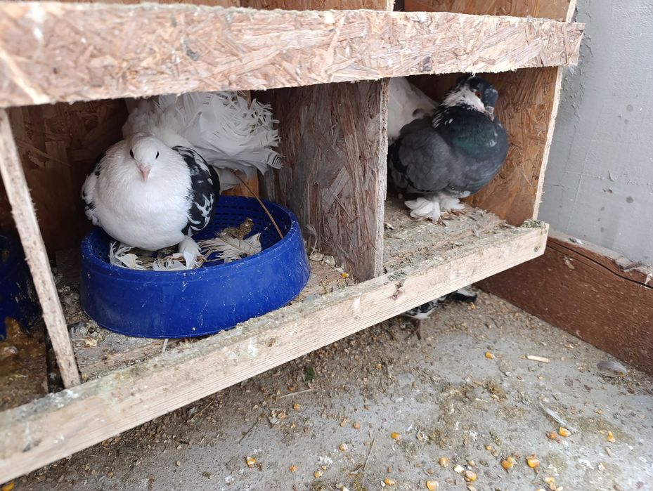 Porumbei voltați Ploiesti