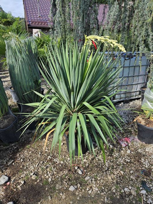 Plante Ornamentale Premium – Siguranță 100%