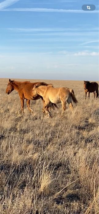 Еркек МЗ жабағы сатылады