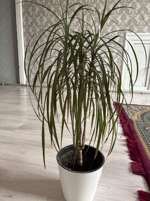 Продам Цветы Драцена