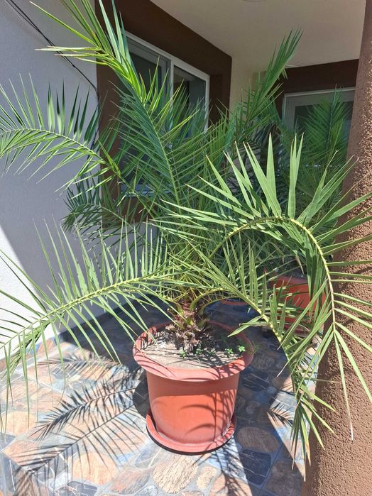 Planta Palmier curmal