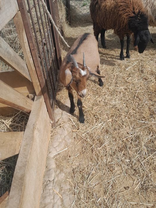 Алфи шыбыш сатылады бағасы 50 мың