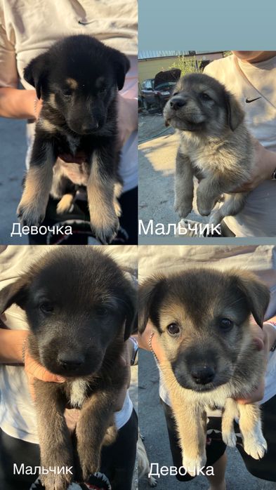 Отдам щенков в добрые, заботливые руки