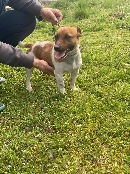 Продавам мини Джак Ръсел