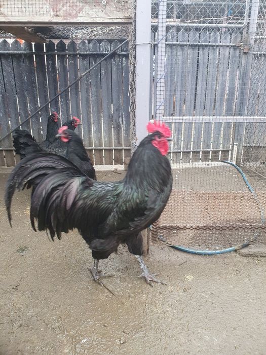 Pui australorp , motate olandeze