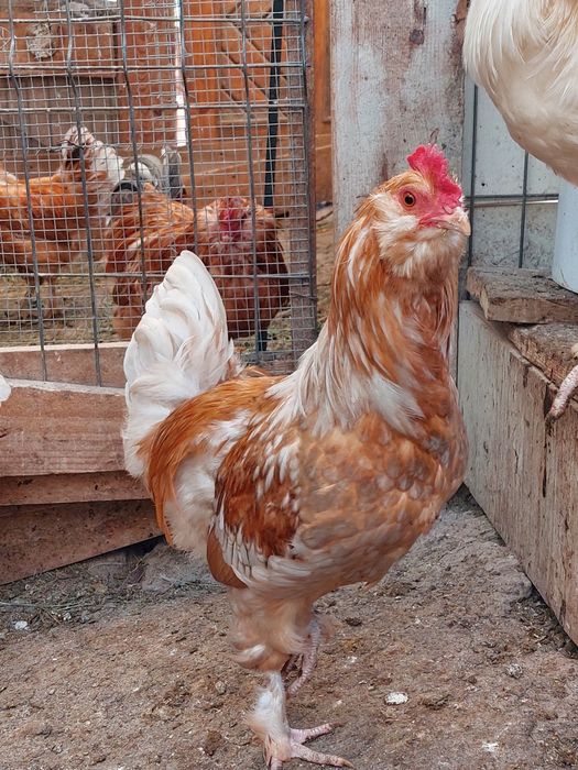 Vând cocoși Ameraucana