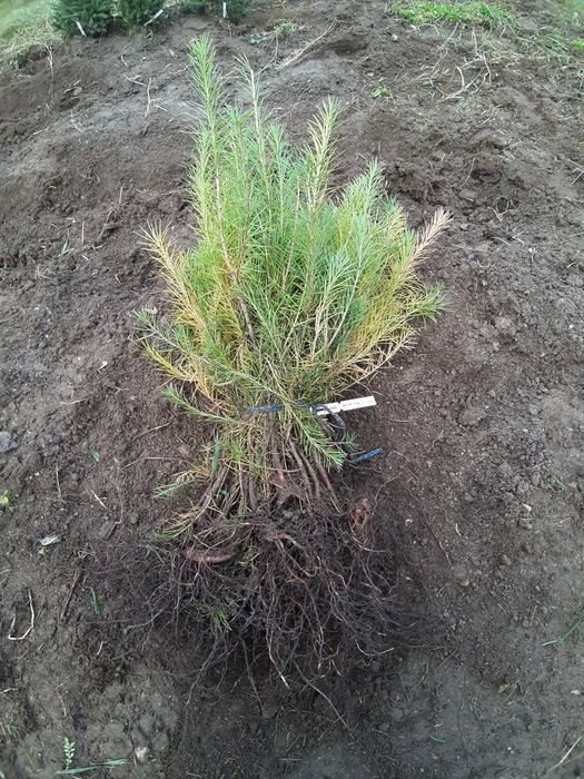 Puieti larice-Larix decidua- "Brad galben" sau "paulownia coniferelor"