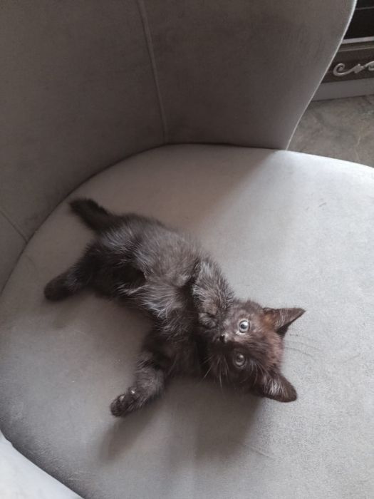 Котенок девочка американский бобтейл