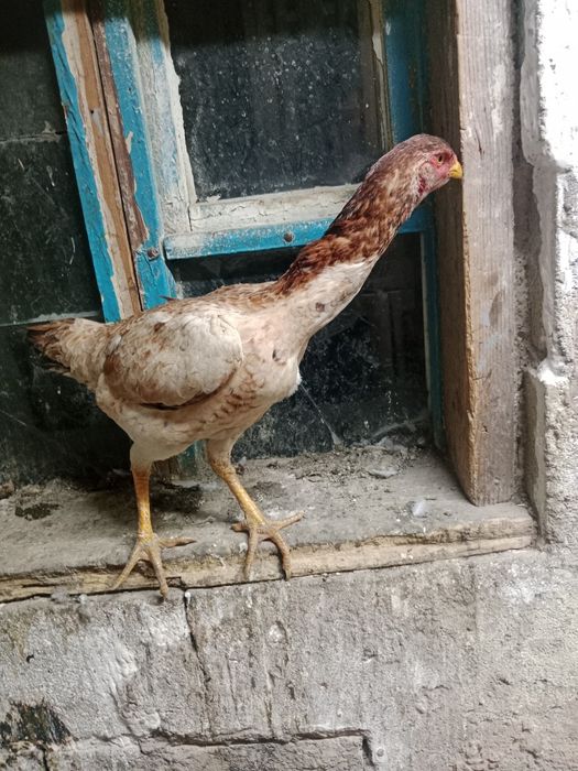 Продам дакан курица