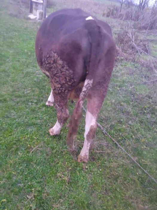 Vand Vaca la a 2 fatare