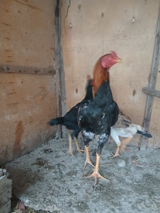 Тухумлар сотилади