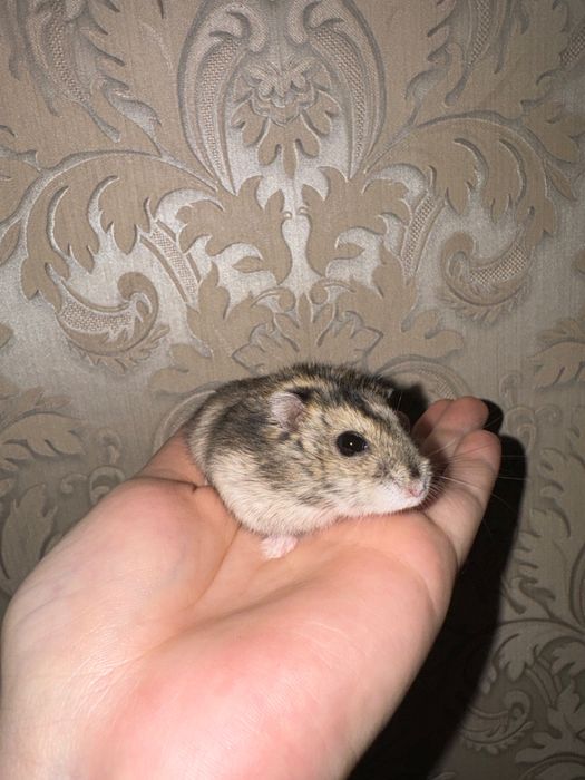 джунгарский хомяк с клеткой