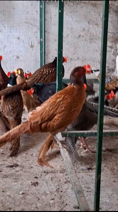 Fazan narlar sotiladi