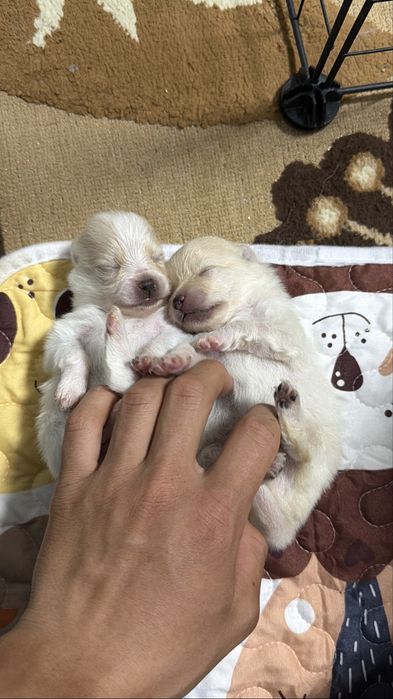 Щенки померанского шпица