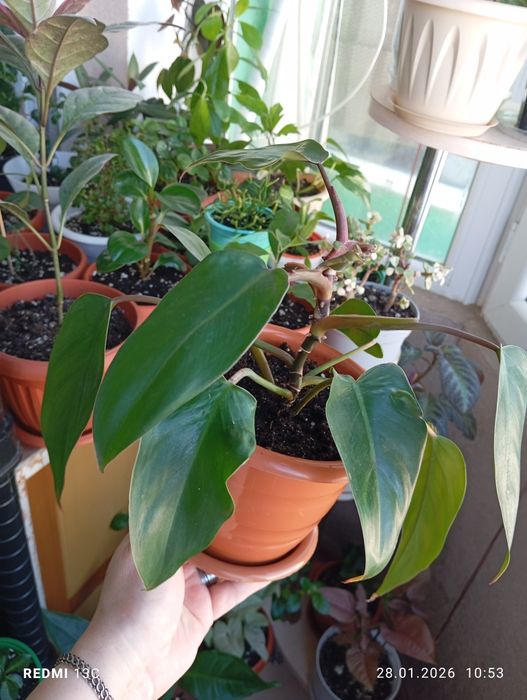 Продам цветы комнатные