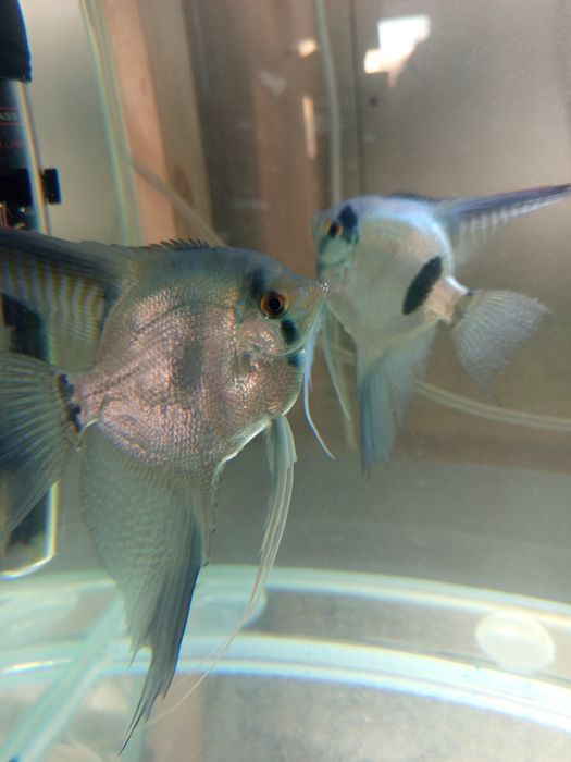 Аквариумный рыбки